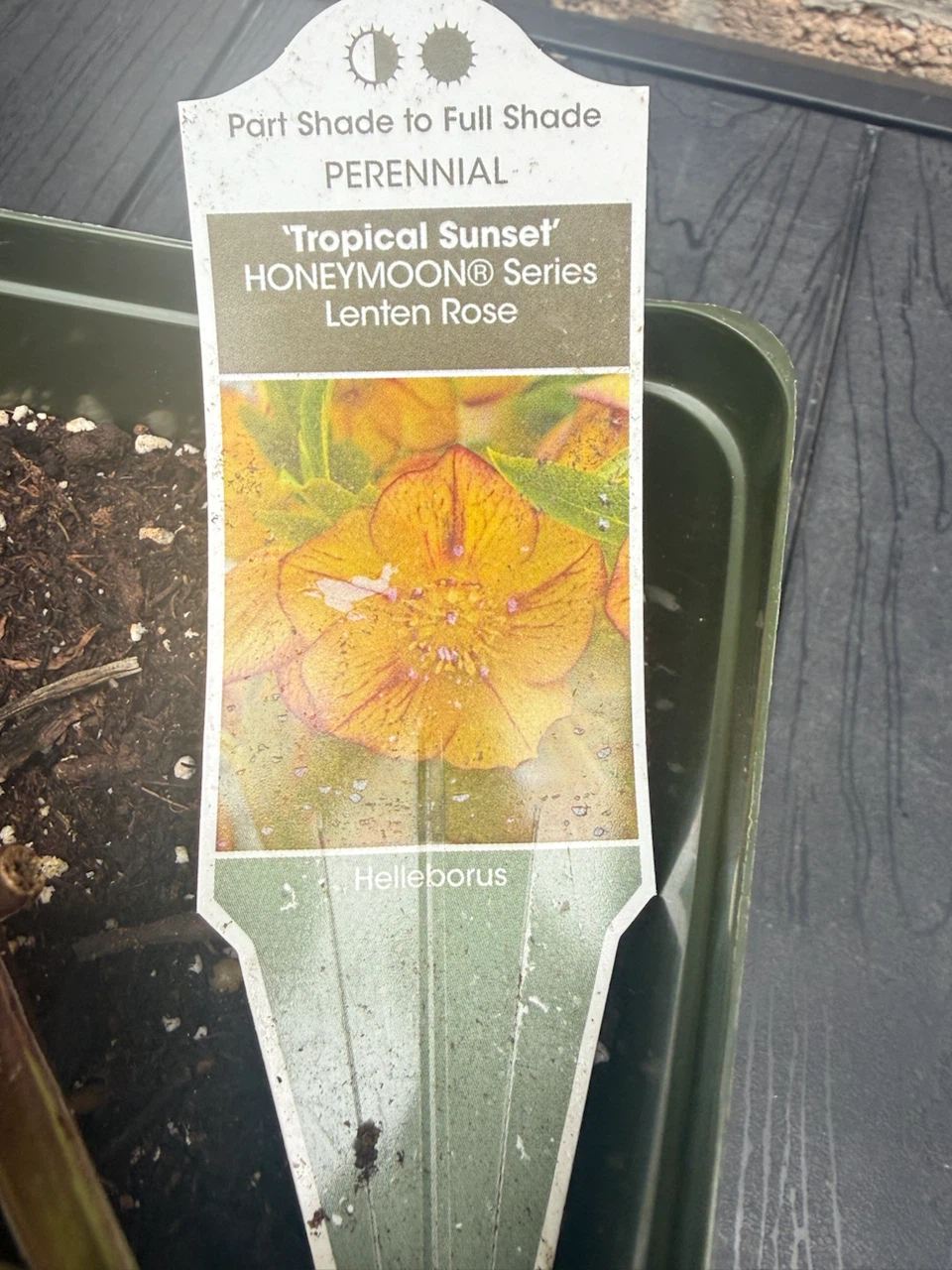 Helleborus 'Tropical Sunset' Lenten Rose Perennial Plant - photo 2