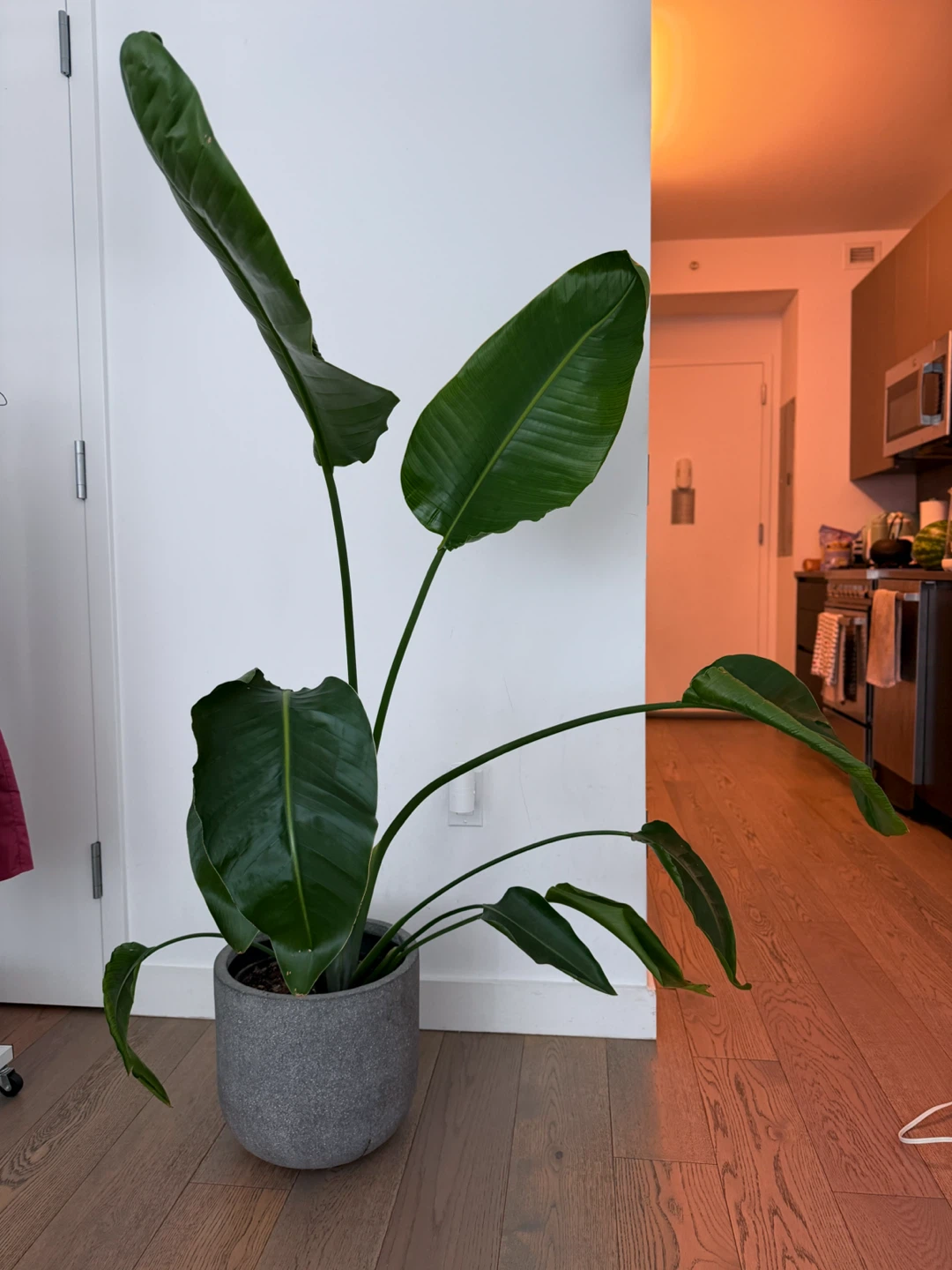 Bird of Paradise Plant + pot