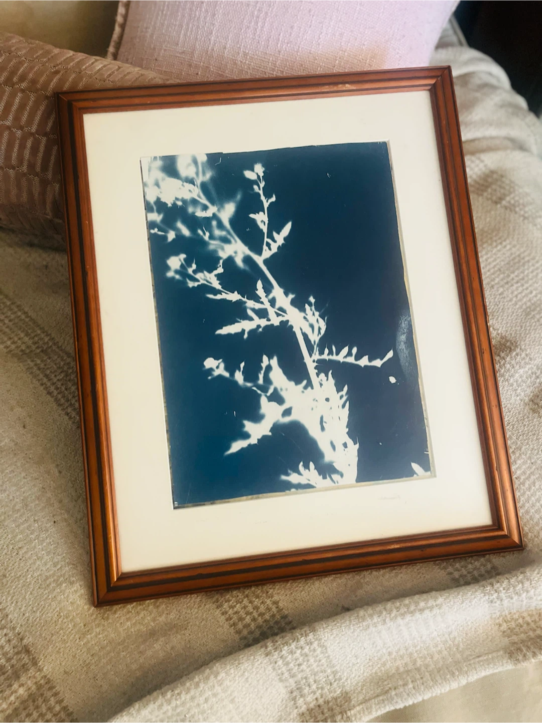 Framed Cyanotype Botanical Art