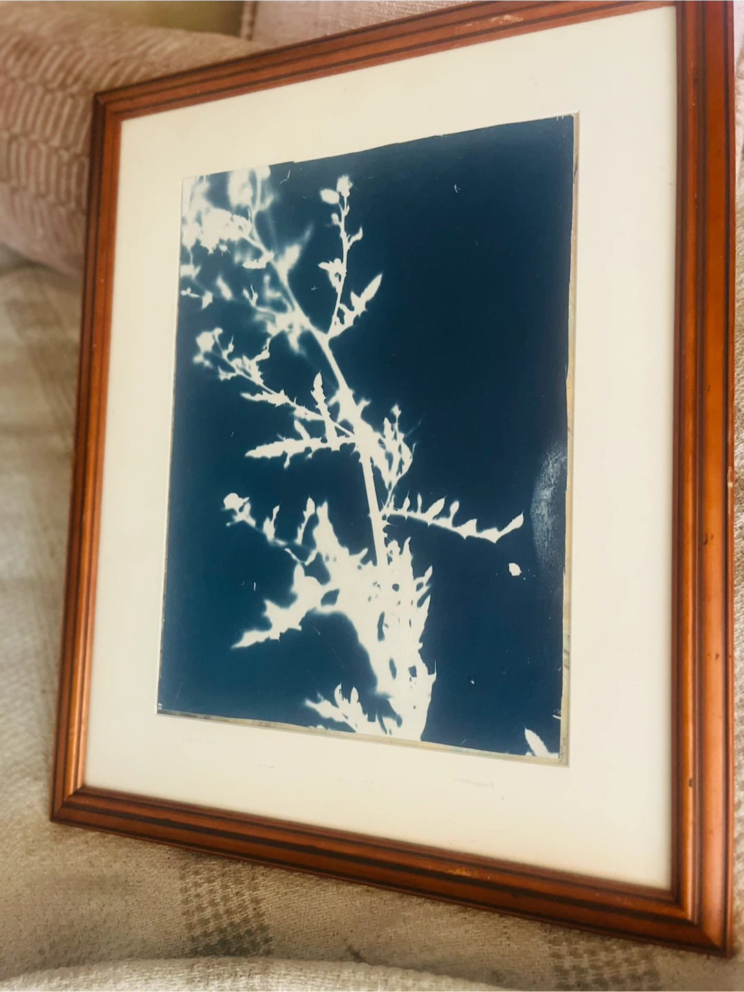Framed Cyanotype Botanical Art - photo 2