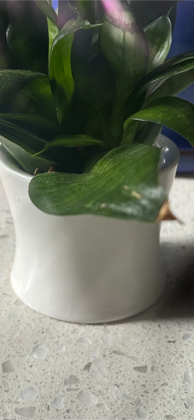 White Ceramic Plant Pot - Perfect for succulents/small plants!