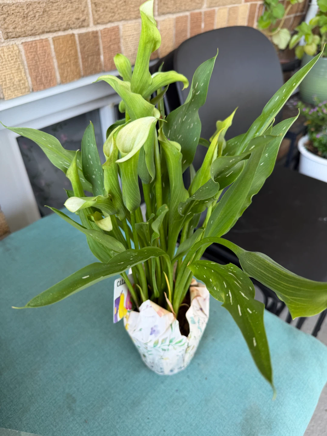 Calla Lily Plant