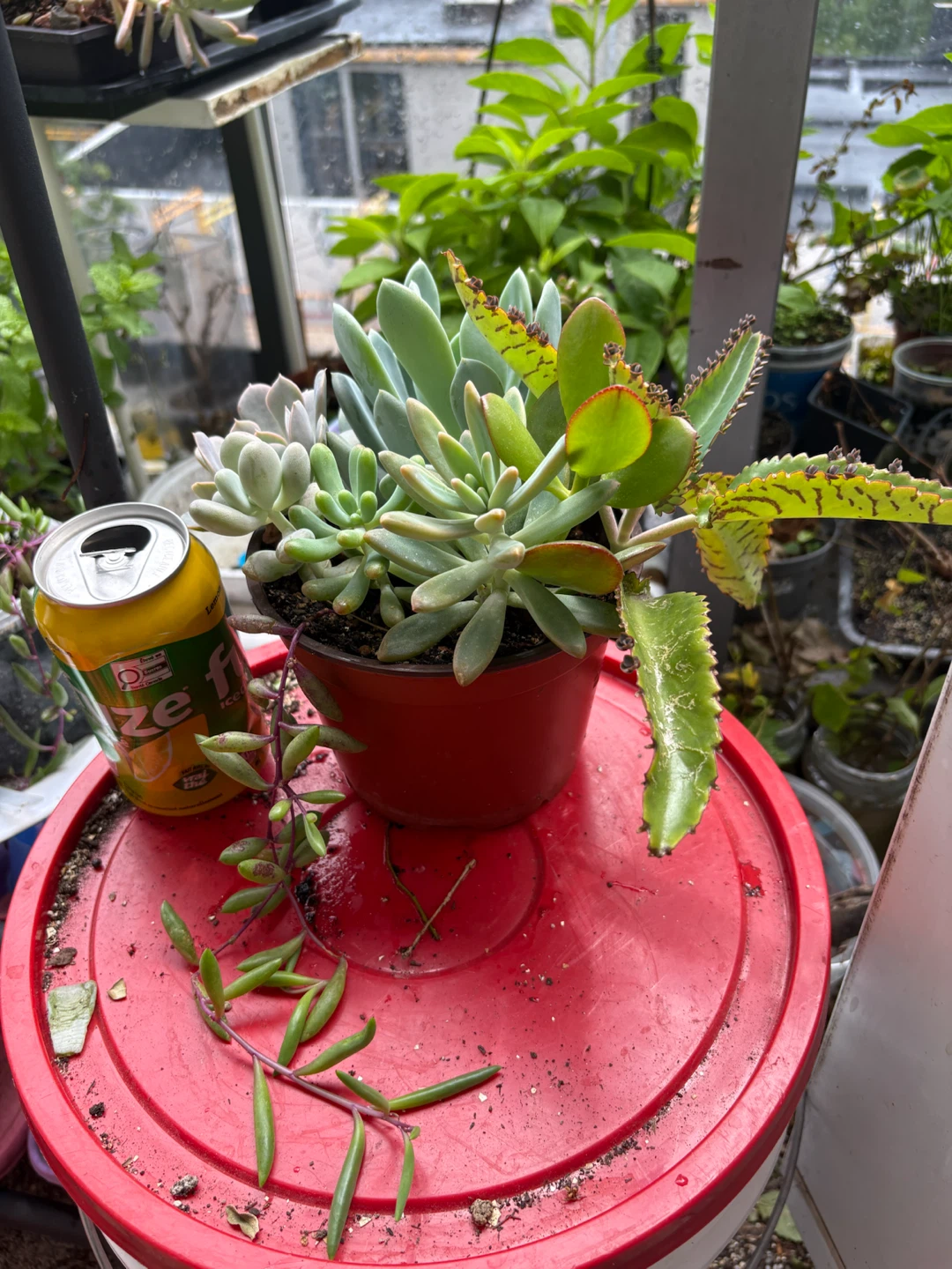 Mixed Succulent Plant in Red Pot