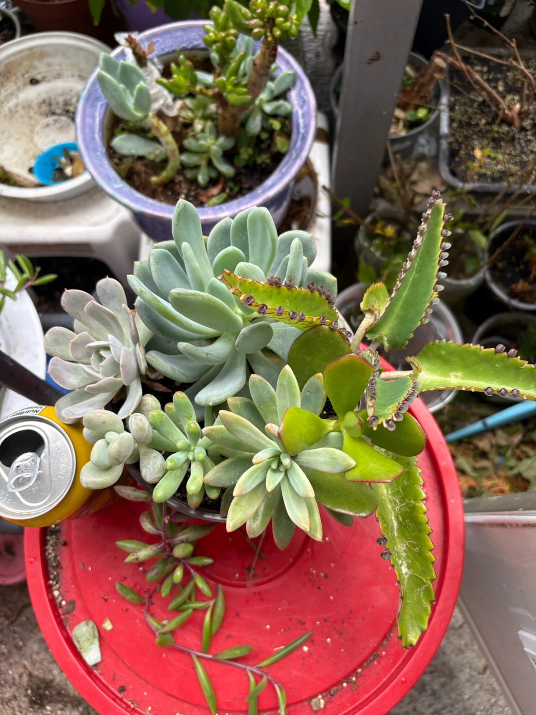 Mixed Succulent Plant in Red Pot - photo 2