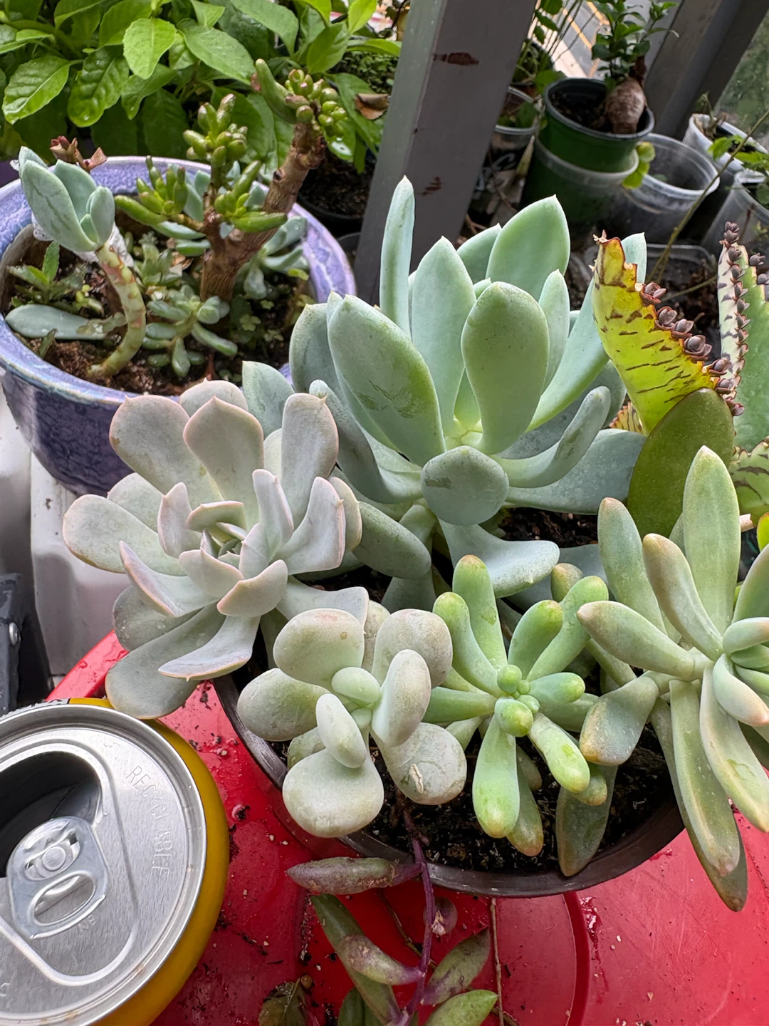 Mixed Succulent Plant in Red Pot - photo 3