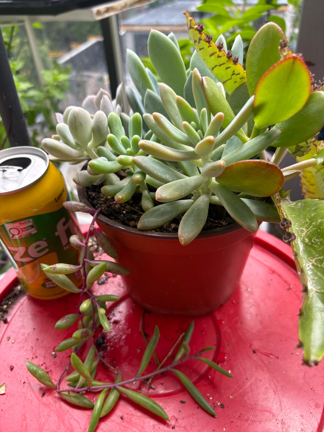 Mixed Succulent Plant in Red Pot - photo 4