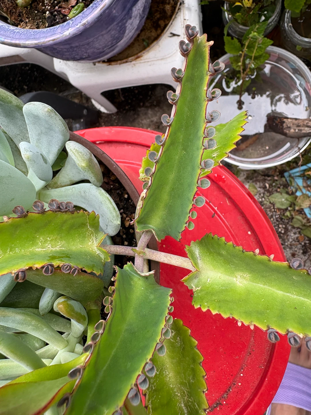 Mixed Succulent Plant in Red Pot - photo 5