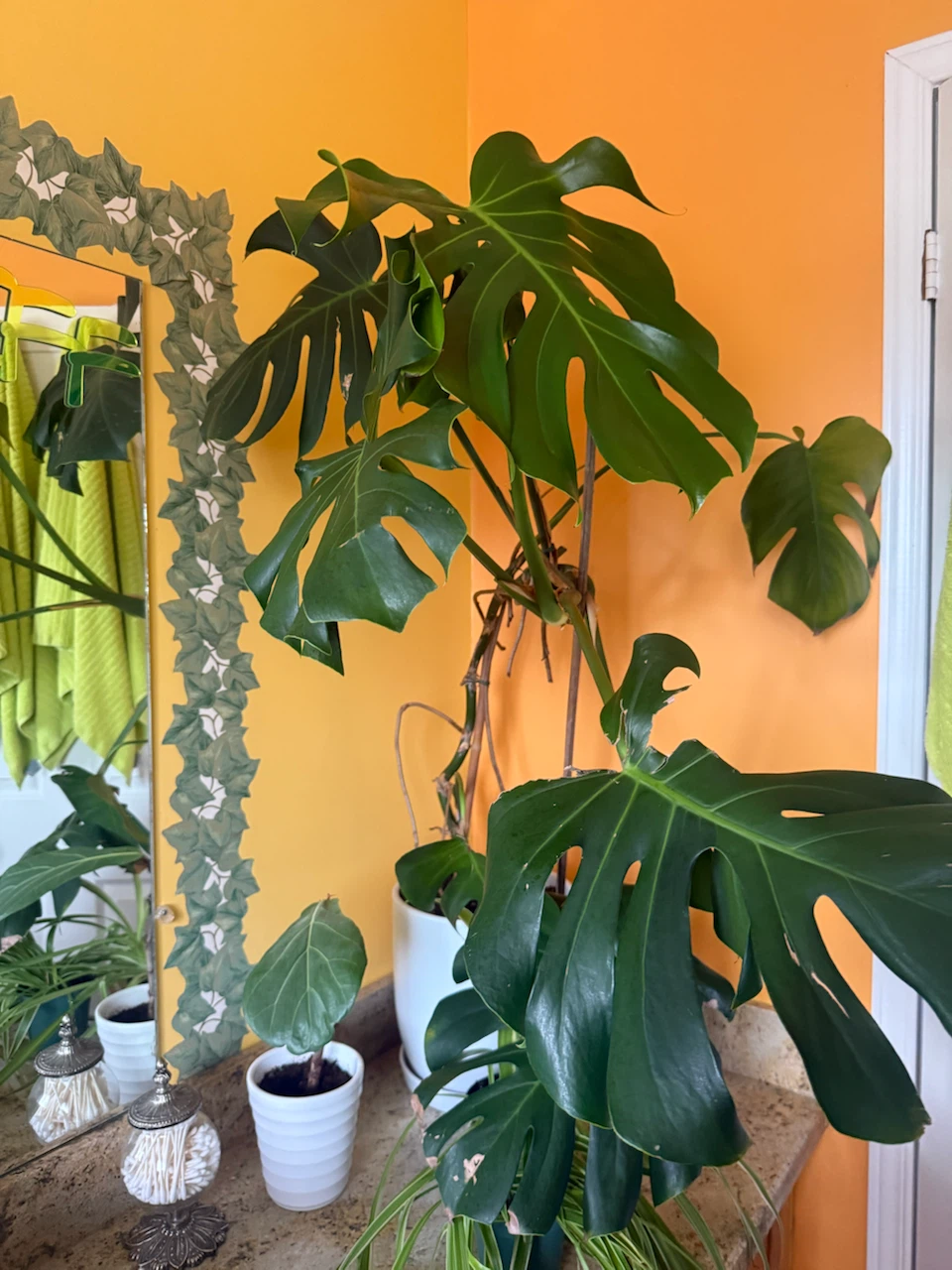 DEAL!! Monstera Deliciosa Plant