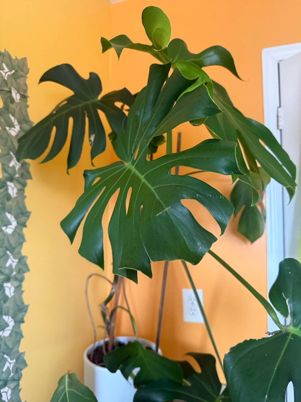 DEAL!! Monstera Deliciosa Plant - photo 2