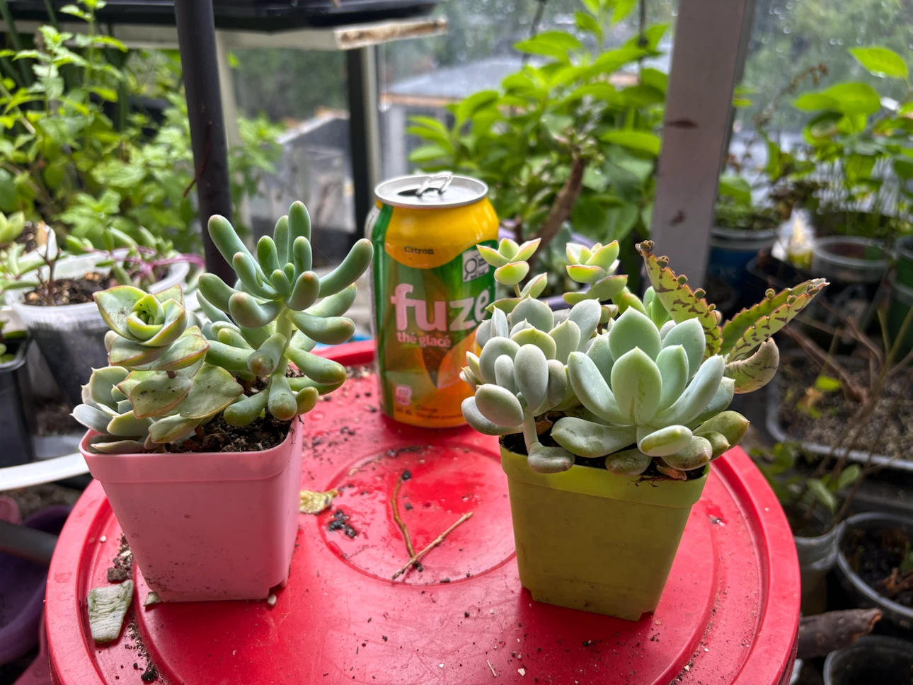 Mixed Succulent Plants