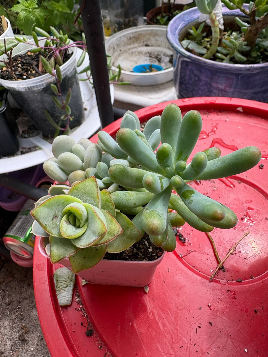Mixed Succulent Plants - photo 2