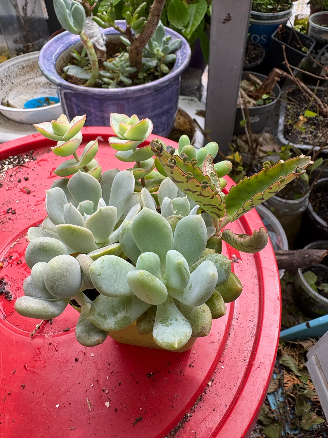 Mixed Succulent Plants - photo 3