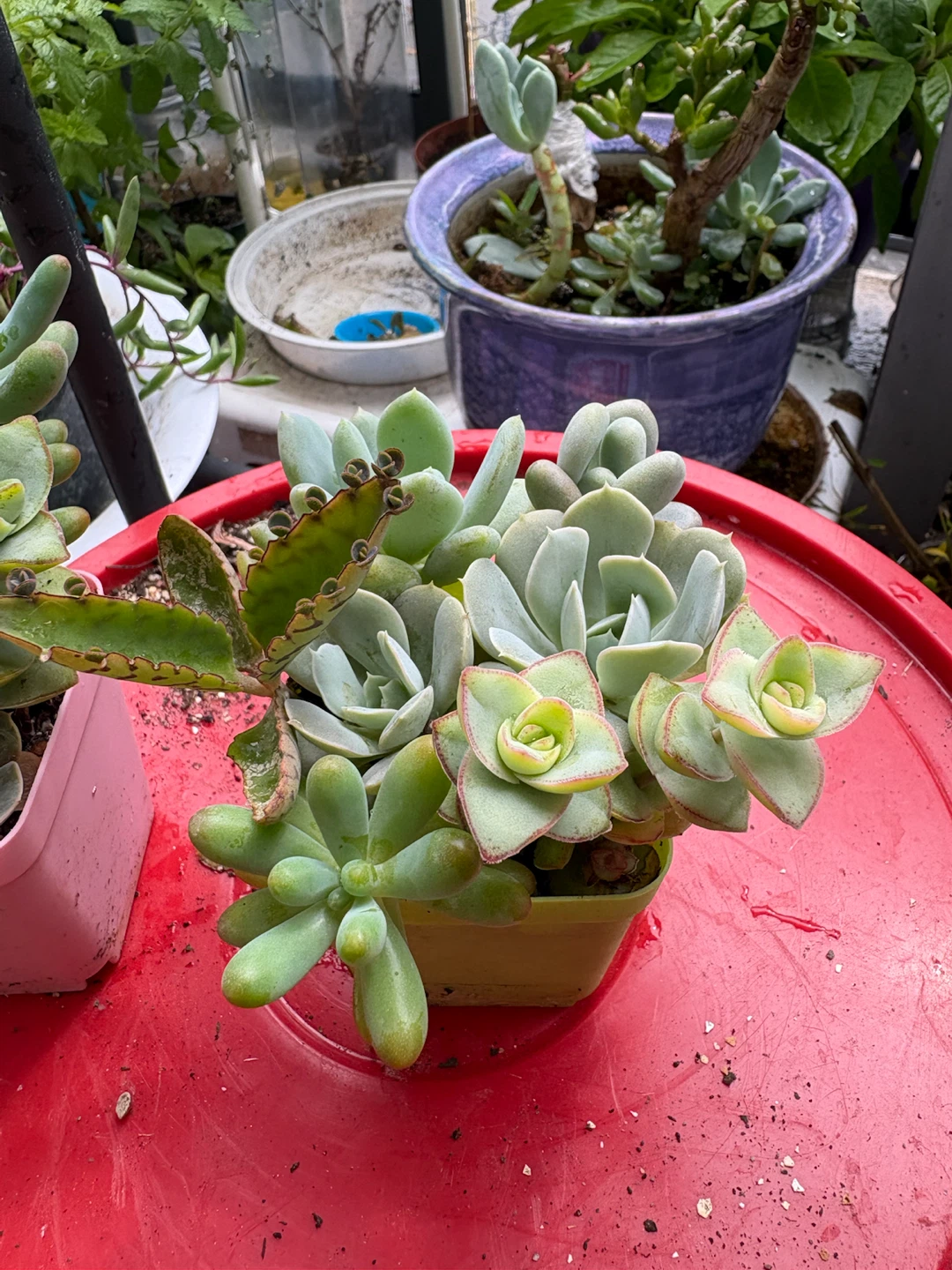 Mixed Succulent Plants - photo 4