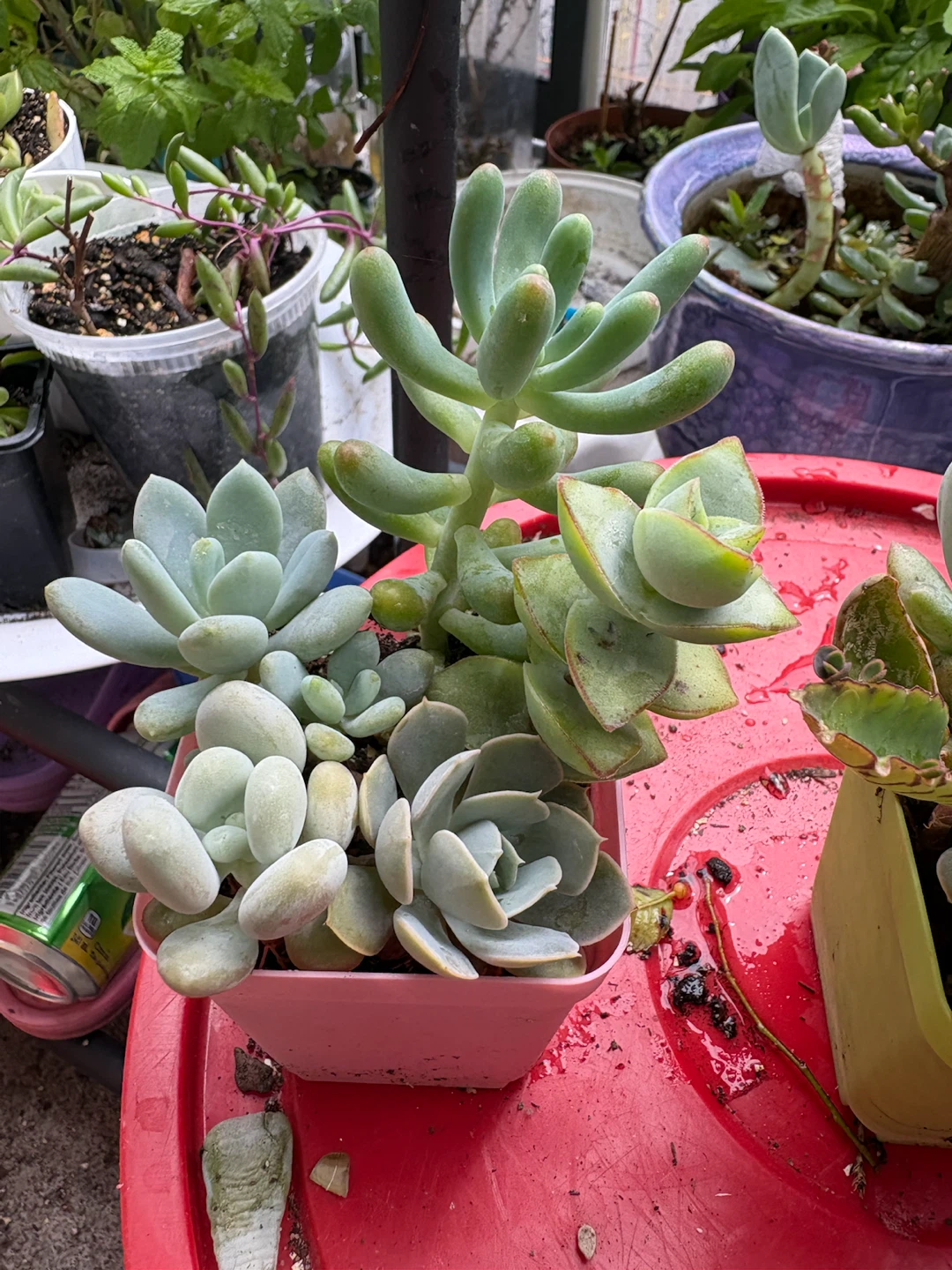 Mixed Succulent Plants - photo 5
