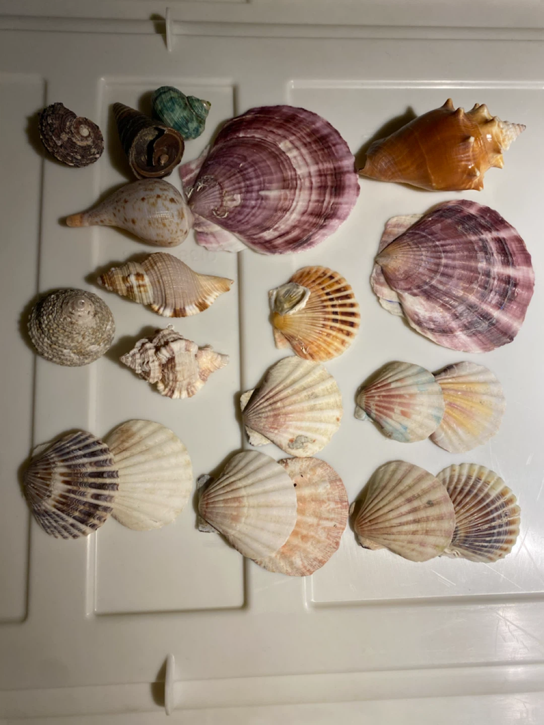 Assorted Seashell Collection