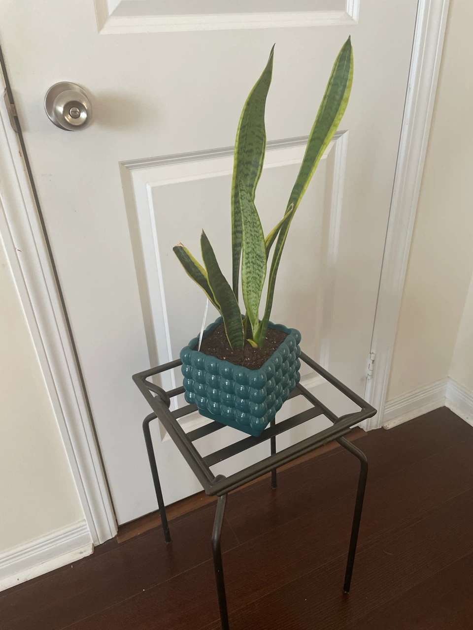 Snake Plant in ceramic Pot with stand included