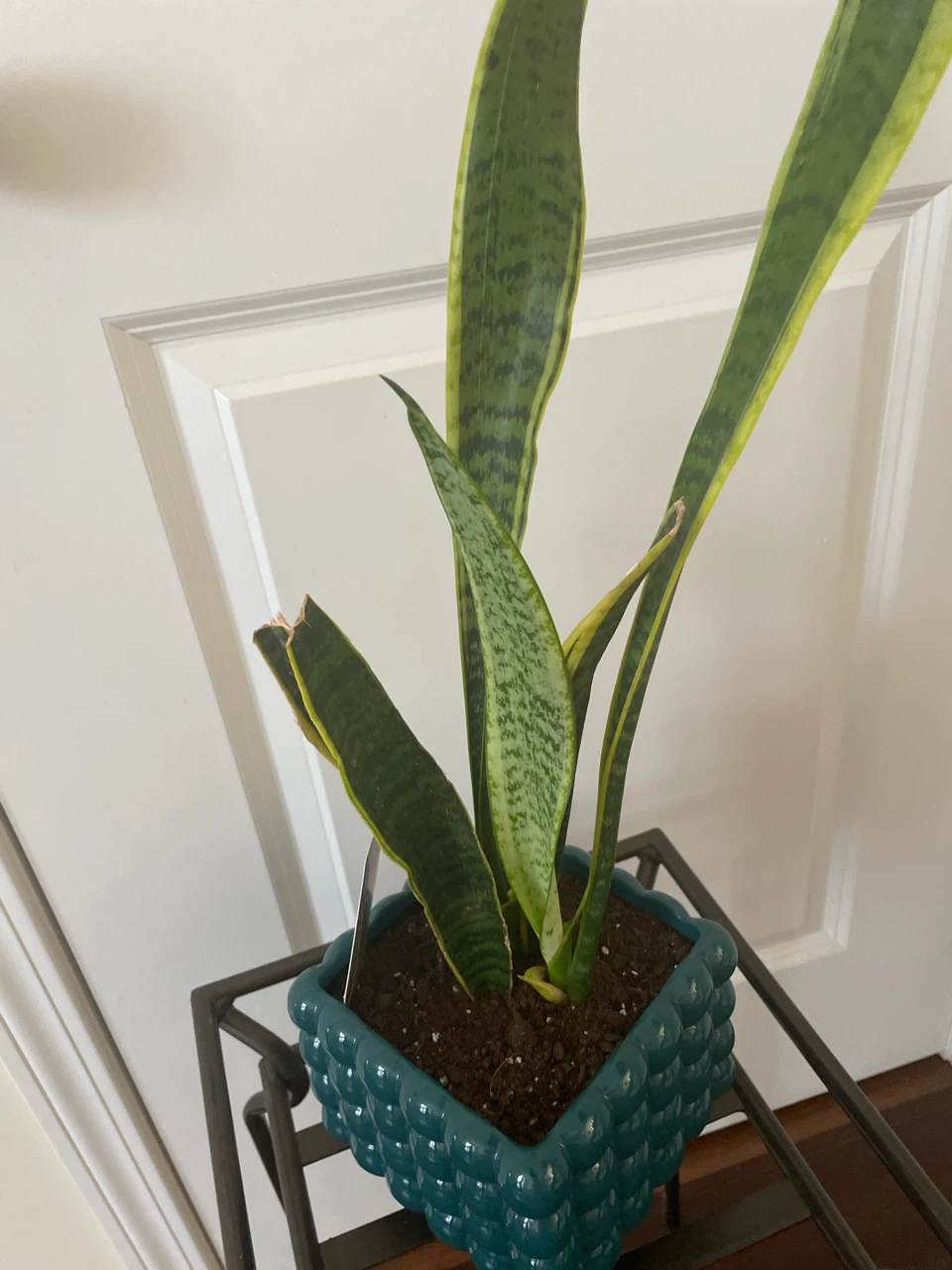 Snake Plant in ceramic Pot with stand included - photo 2