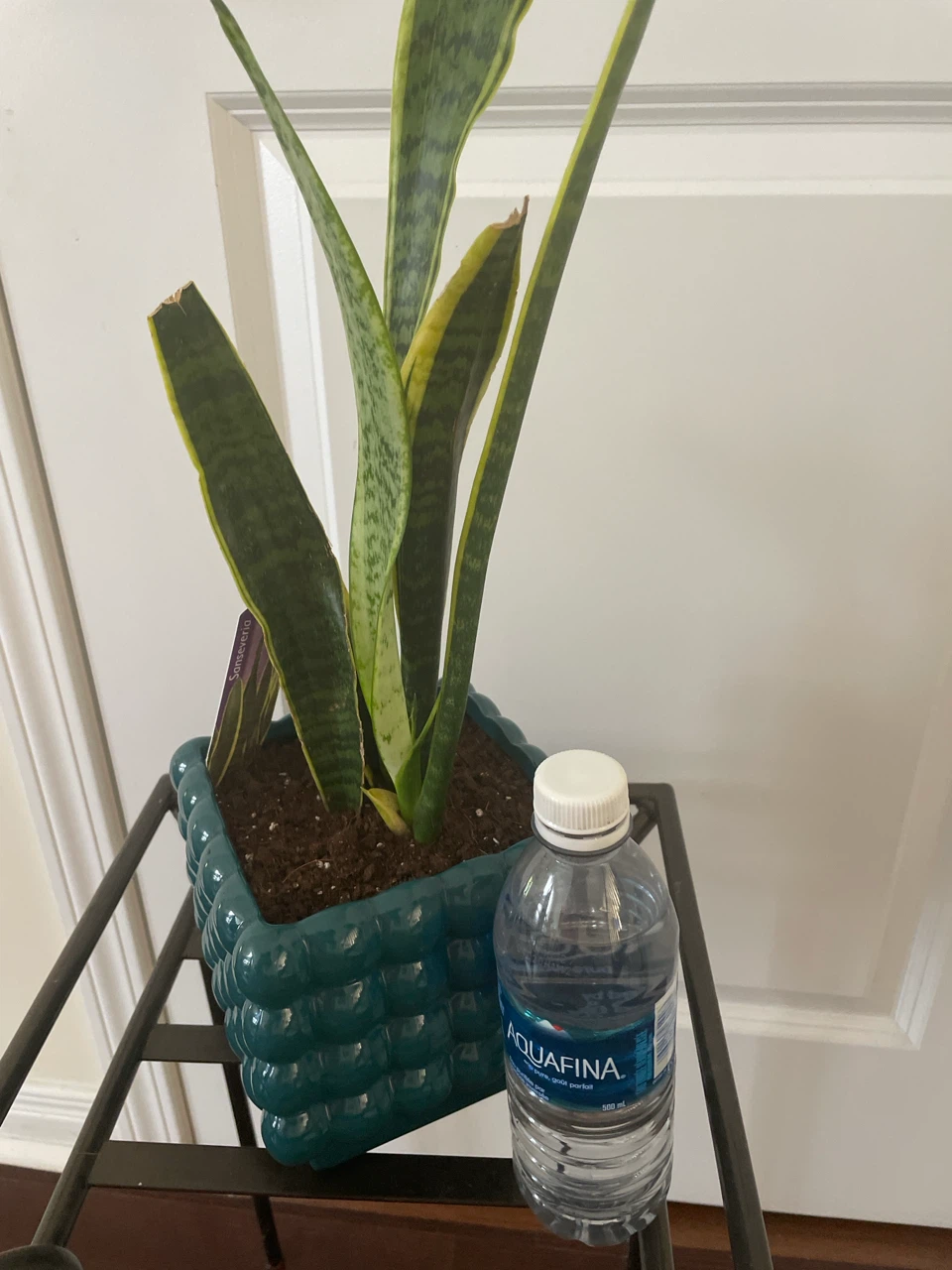 Snake Plant in ceramic Pot with stand included - photo 3
