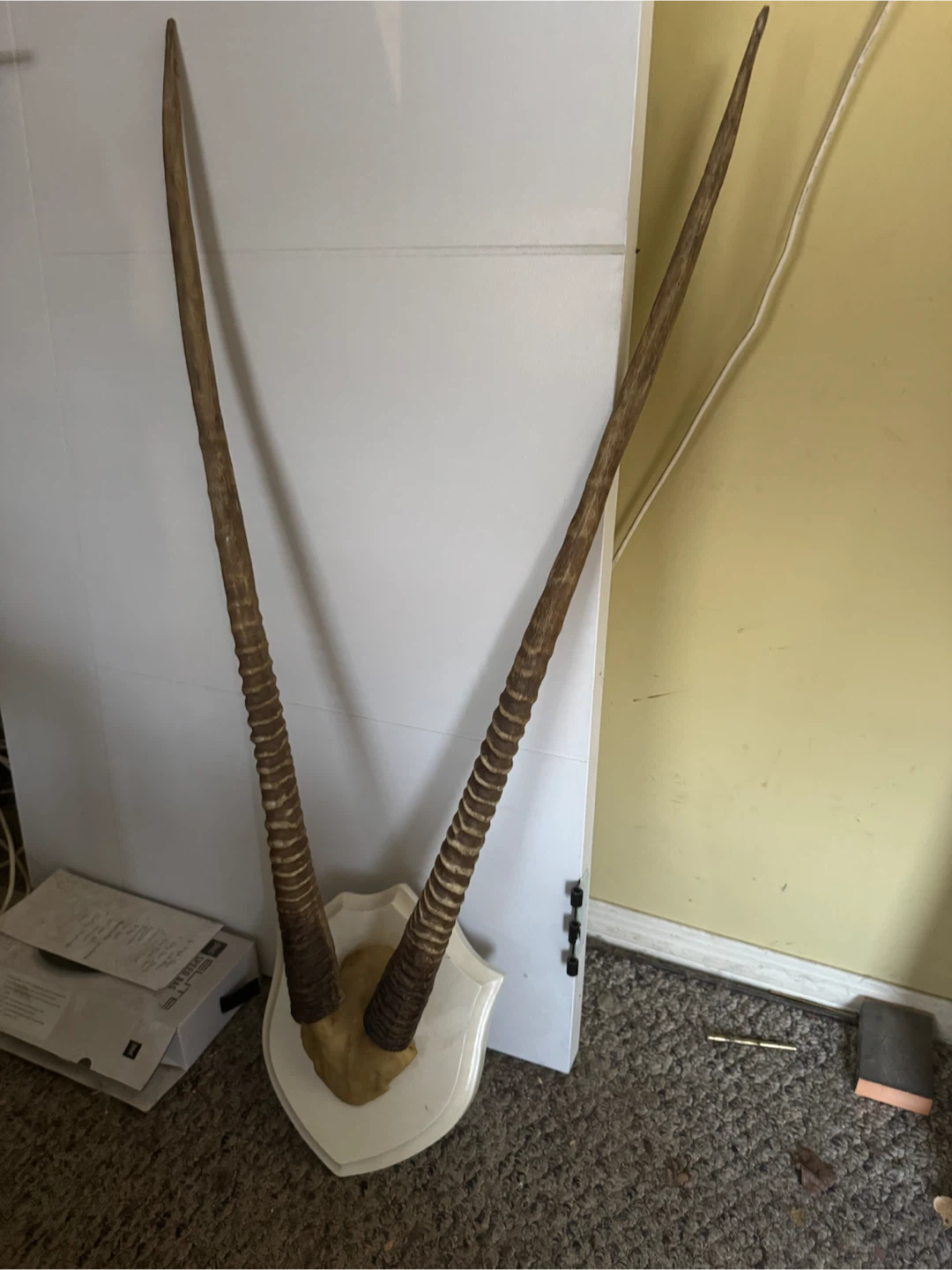 Mounted Antelope Horns