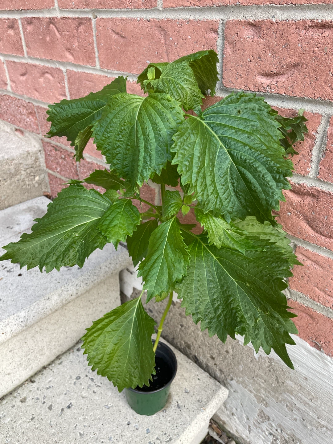 Large Green perilla Shiso Plant 25” tall