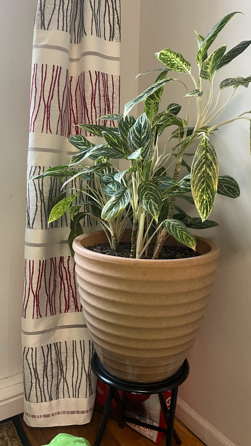 Aglaonema Plant in Large Ceramic Pot