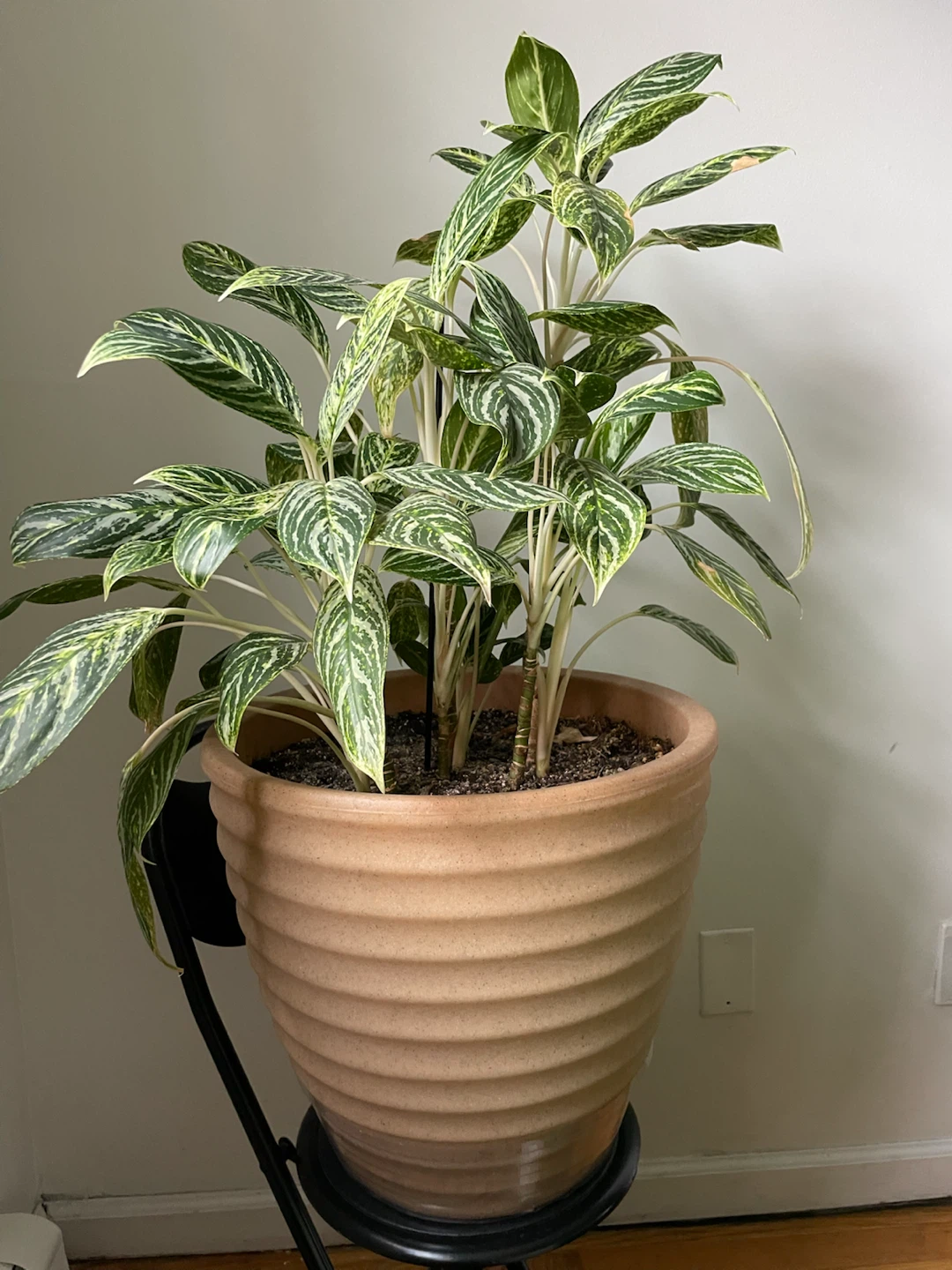 Aglaonema Plant in Large Ceramic Pot - photo 2