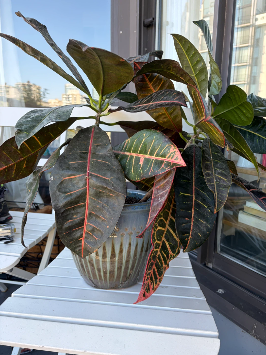 3 Glazed Planter Pot, one with plant