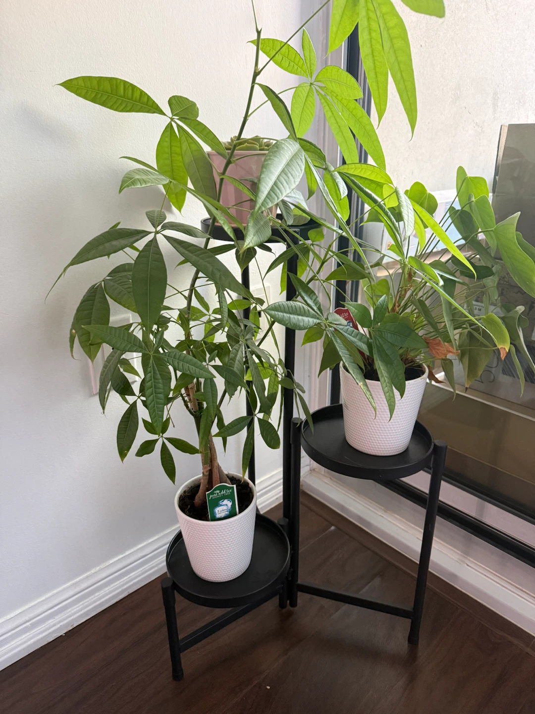 Money Tree Plant with stand