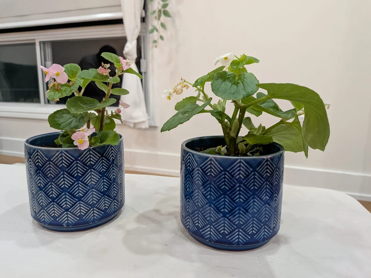 Two Potted Begonias with Blue Planters #RakhiGift