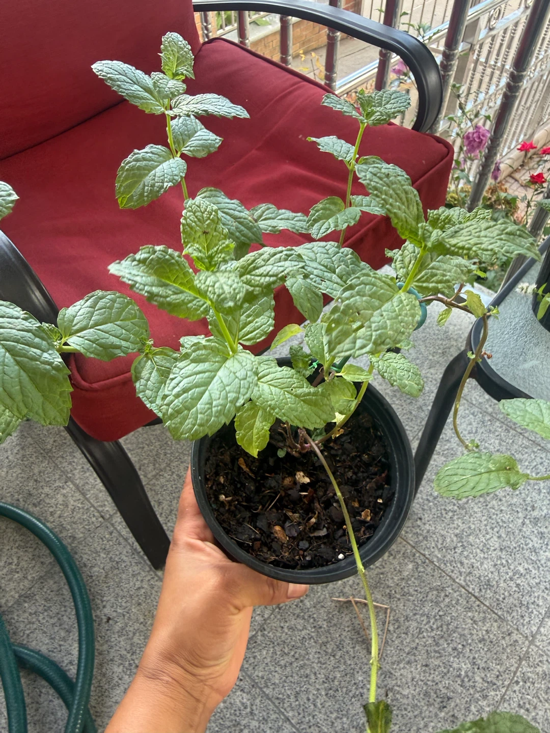 Mint Plants 🪴 - photo 3