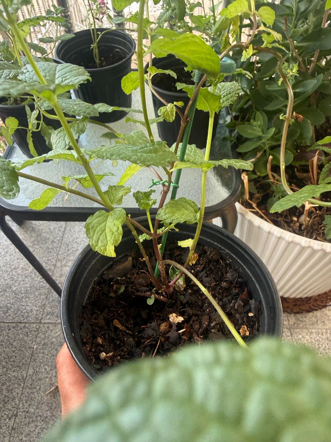 Mint Plants 🪴 - photo 4