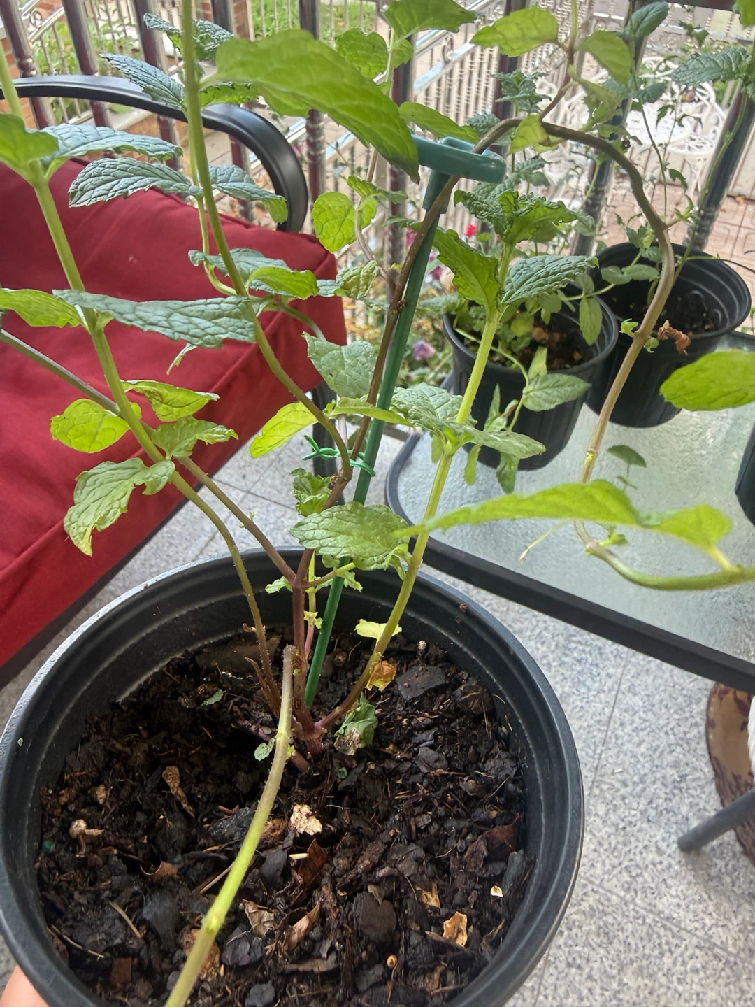 Mint Plants 🪴 - photo 5