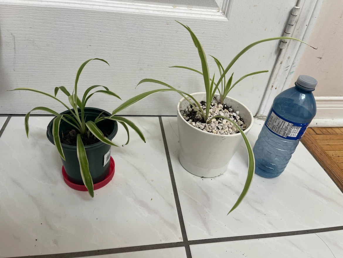 Spider plant
