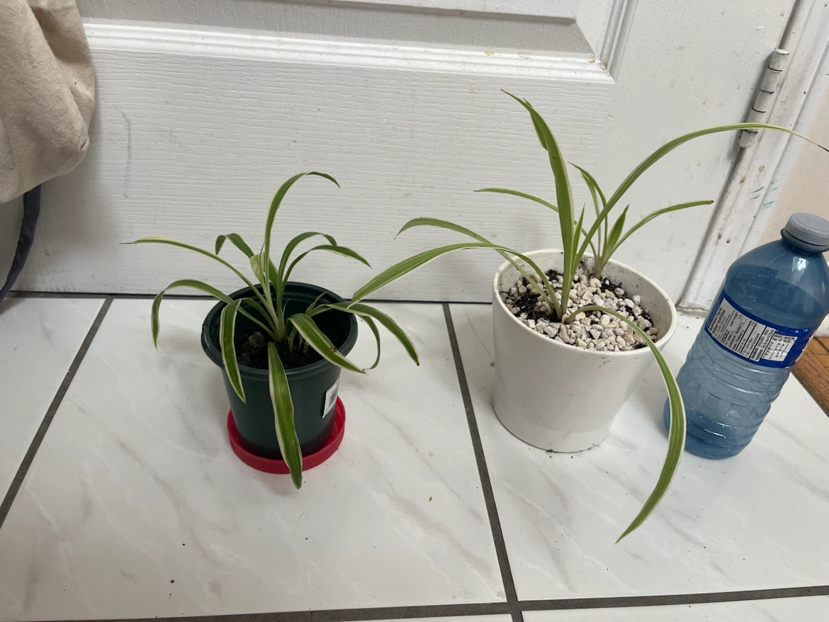 Spider plant - photo 2
