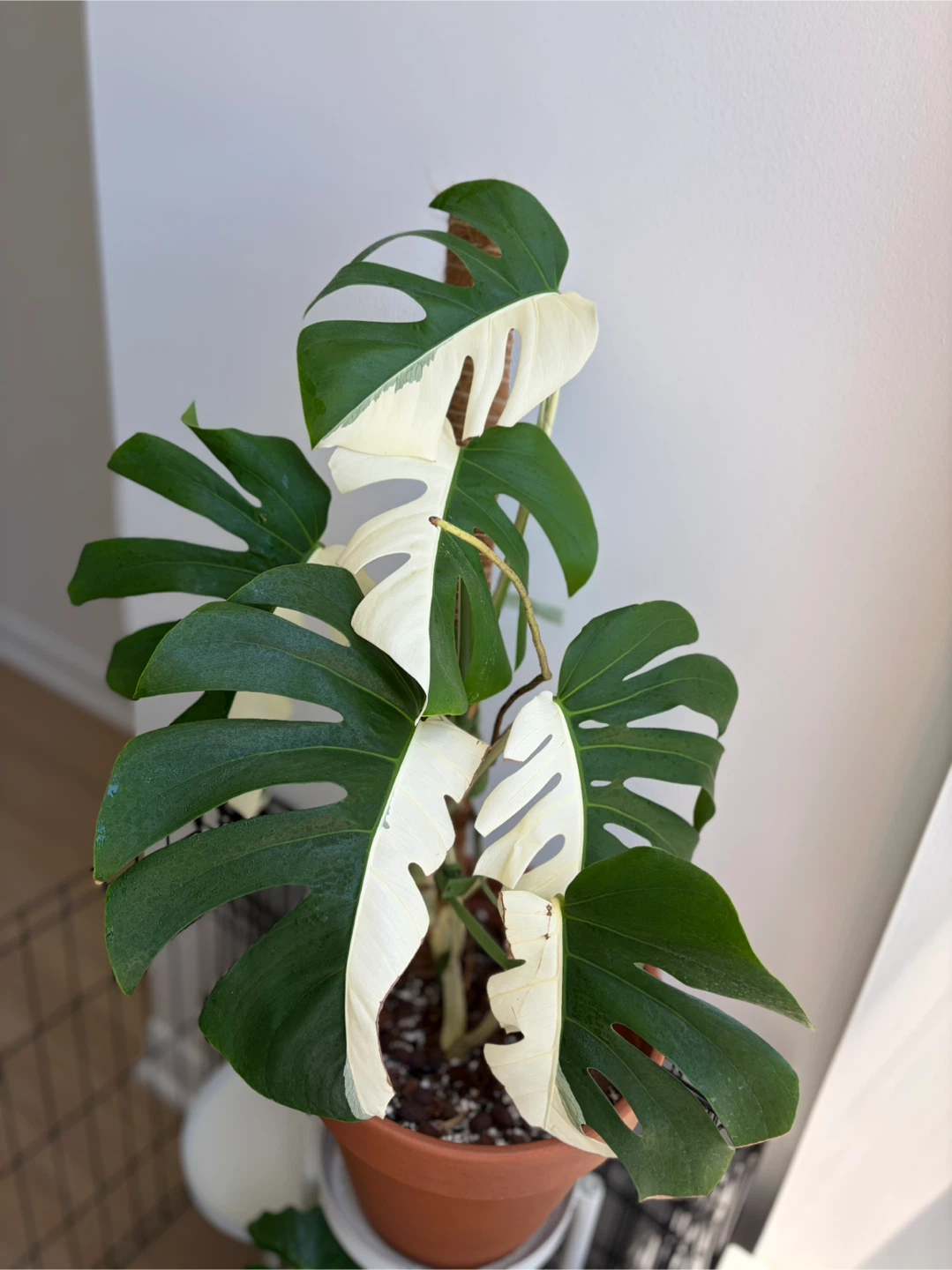 Monstera Albo Half Moon (full plant)