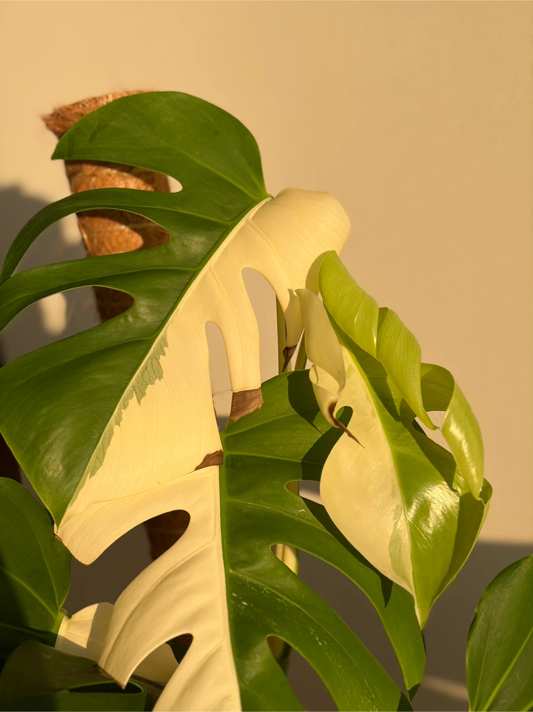 Monstera Albo Half Moon (full plant) - photo 2