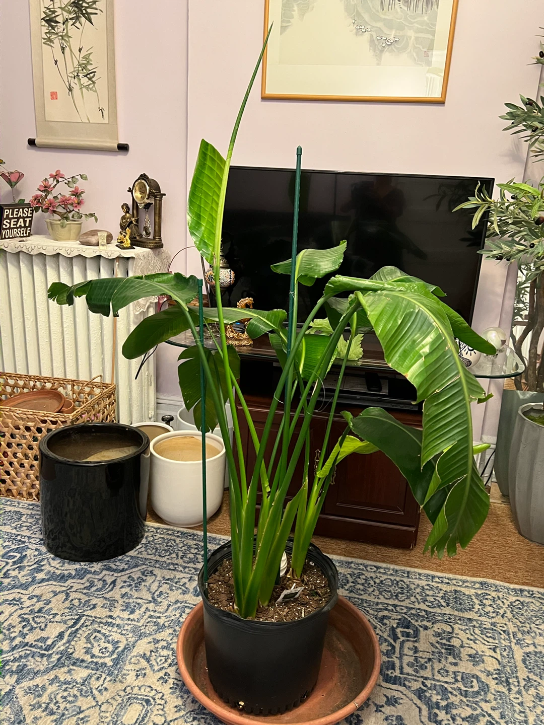5ft healthy thriving Bird of Paradise Plant