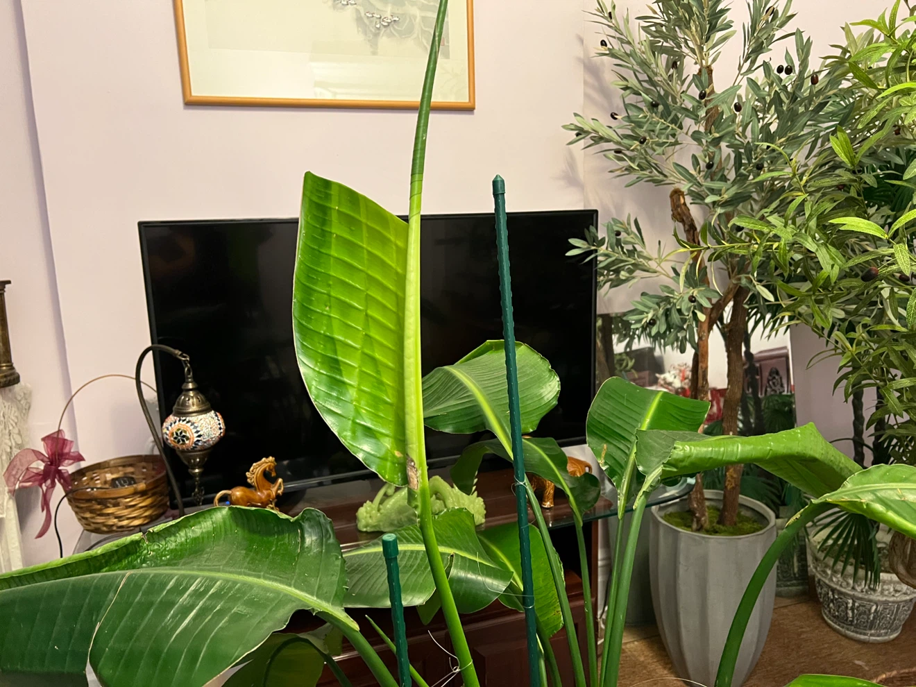 5ft healthy thriving Bird of Paradise Plant - photo 2