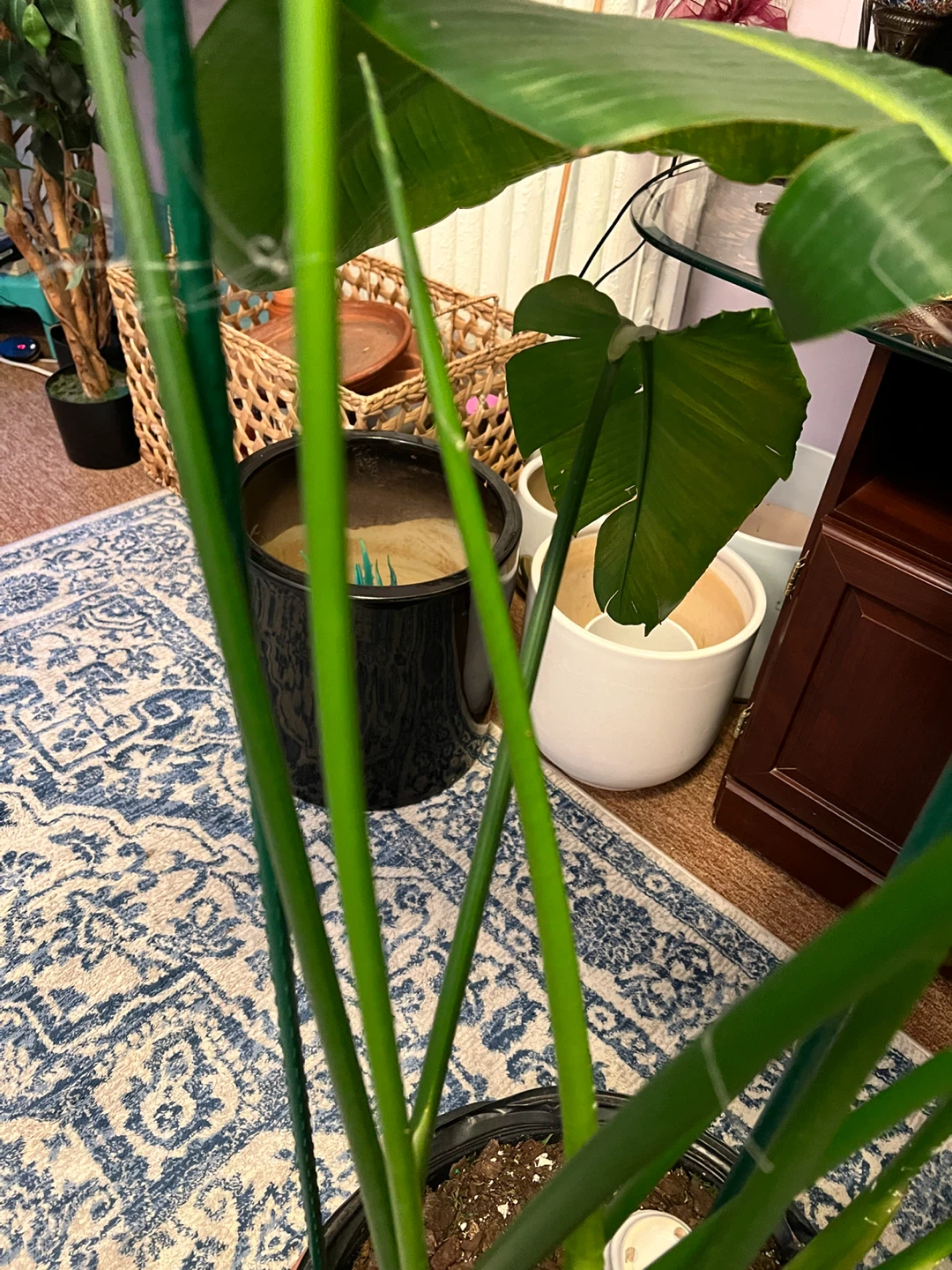 5ft healthy thriving Bird of Paradise Plant - photo 3