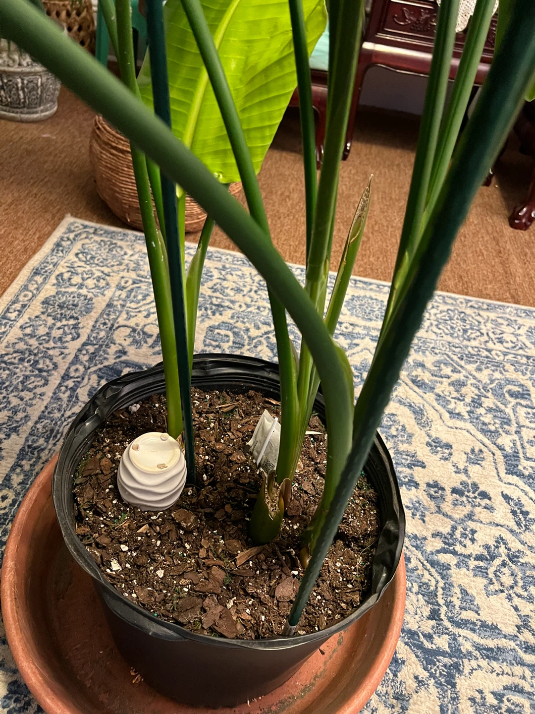 5ft healthy thriving Bird of Paradise Plant - photo 4