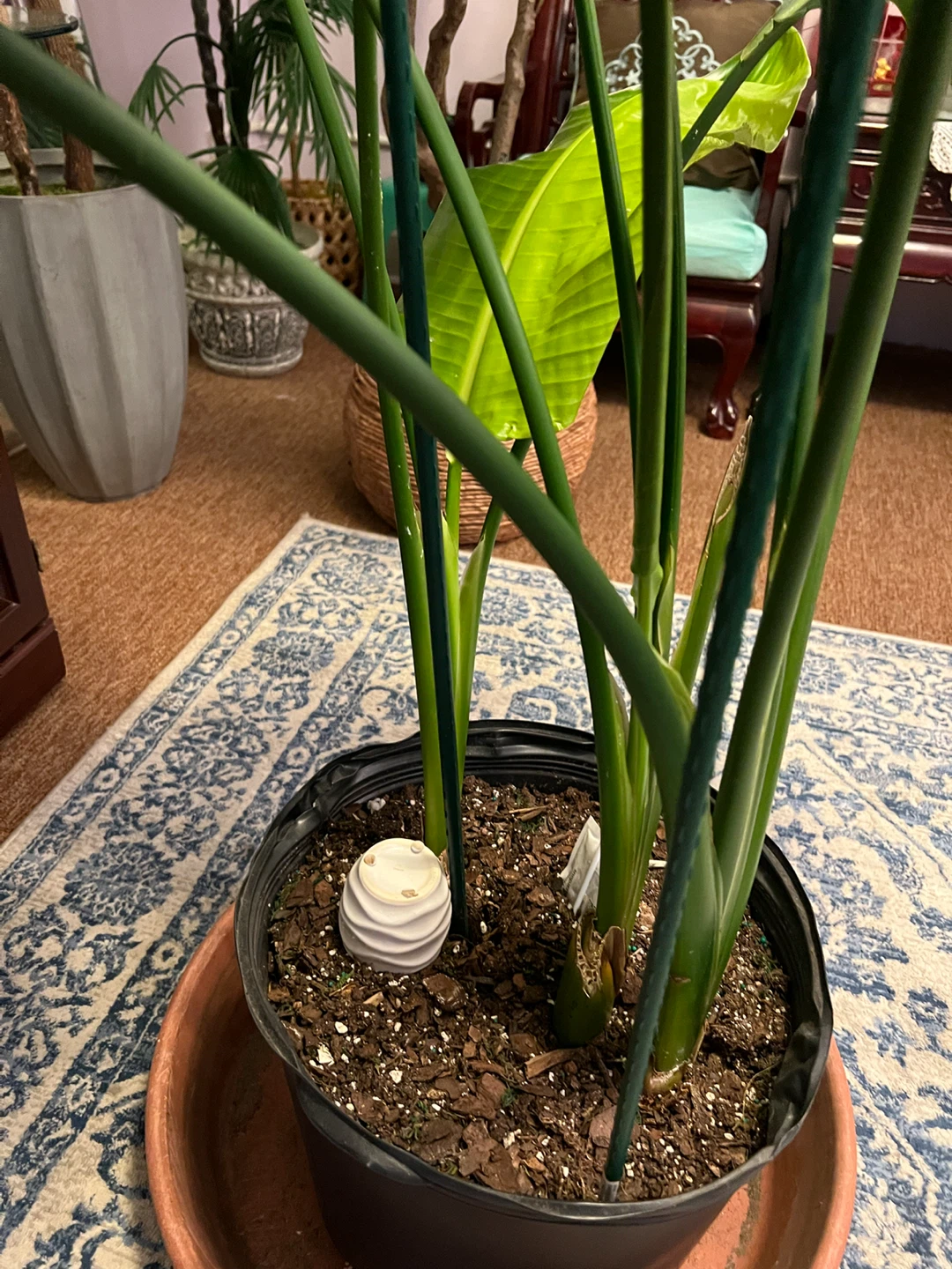 5ft healthy thriving Bird of Paradise Plant - photo 5