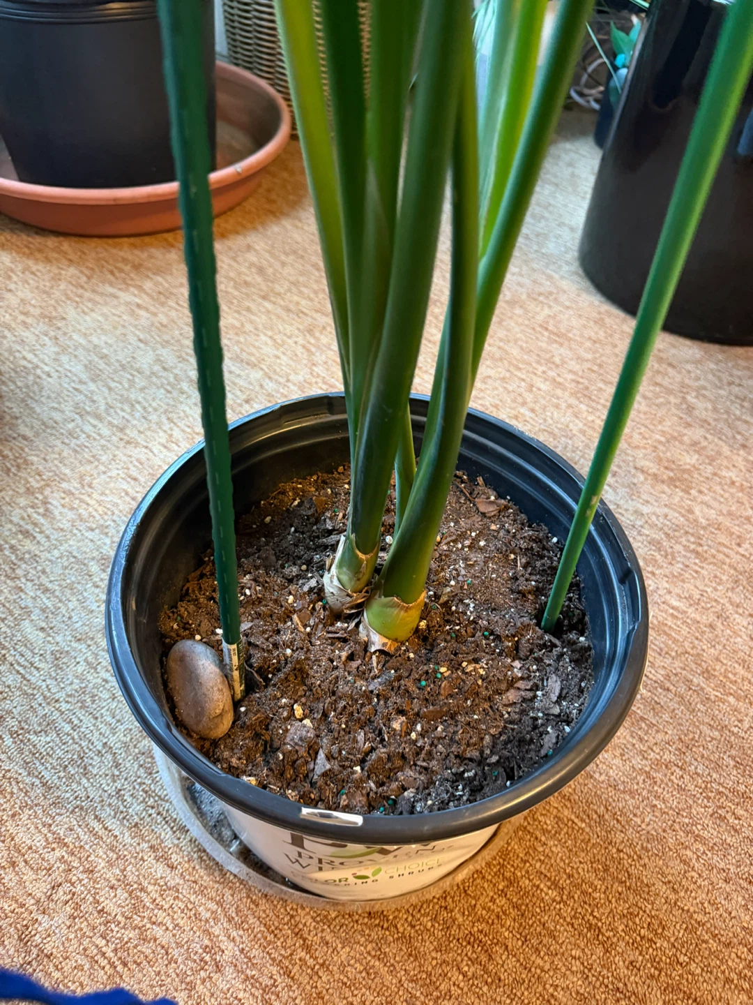 Bird of Paradise Planthy - photo 2