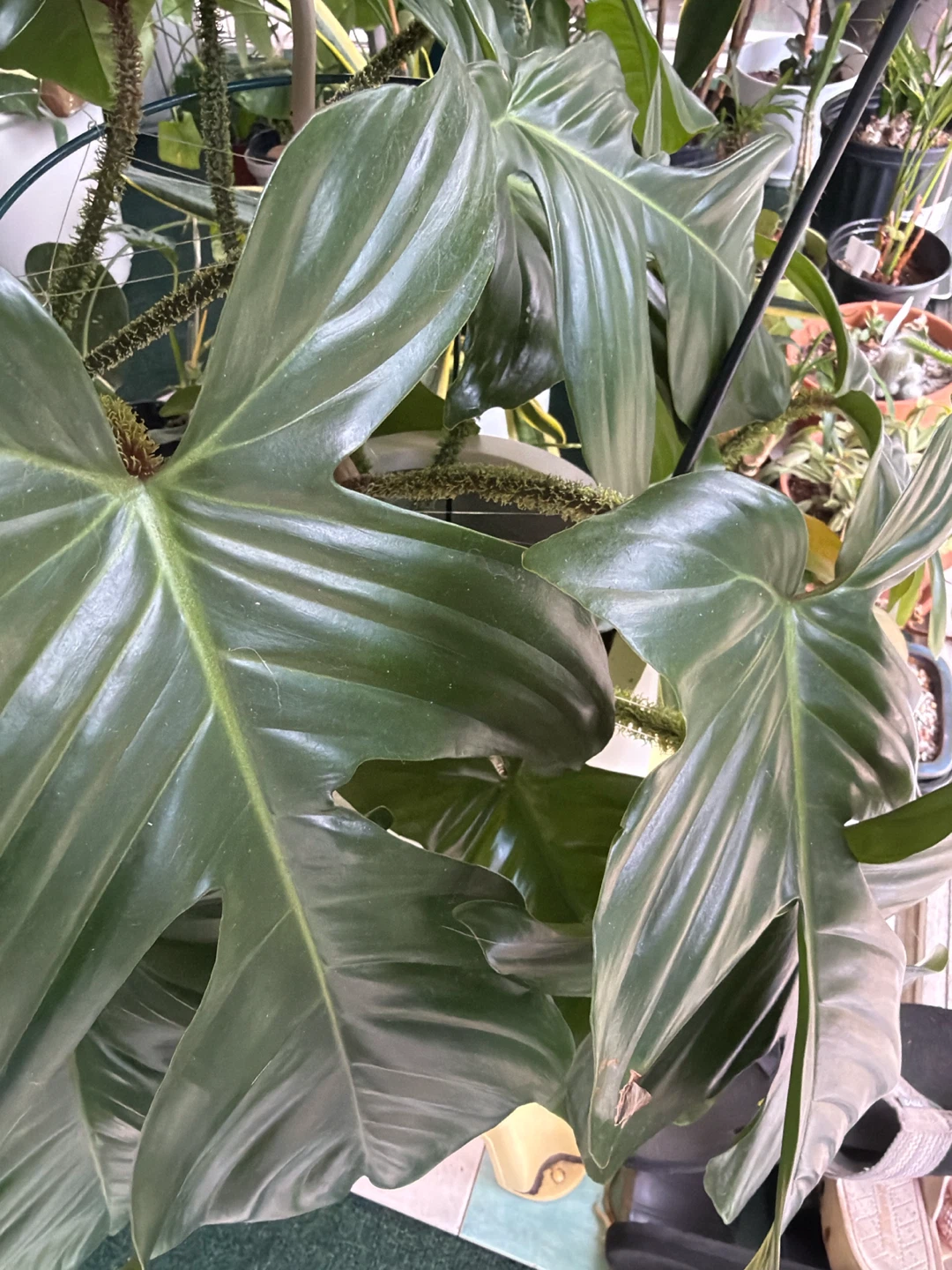 Philodendron 'Spiritus Sancti' Plant