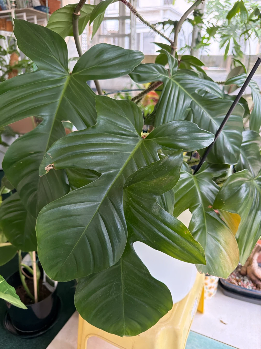 Philodendron 'Spiritus Sancti' Plant - photo 2