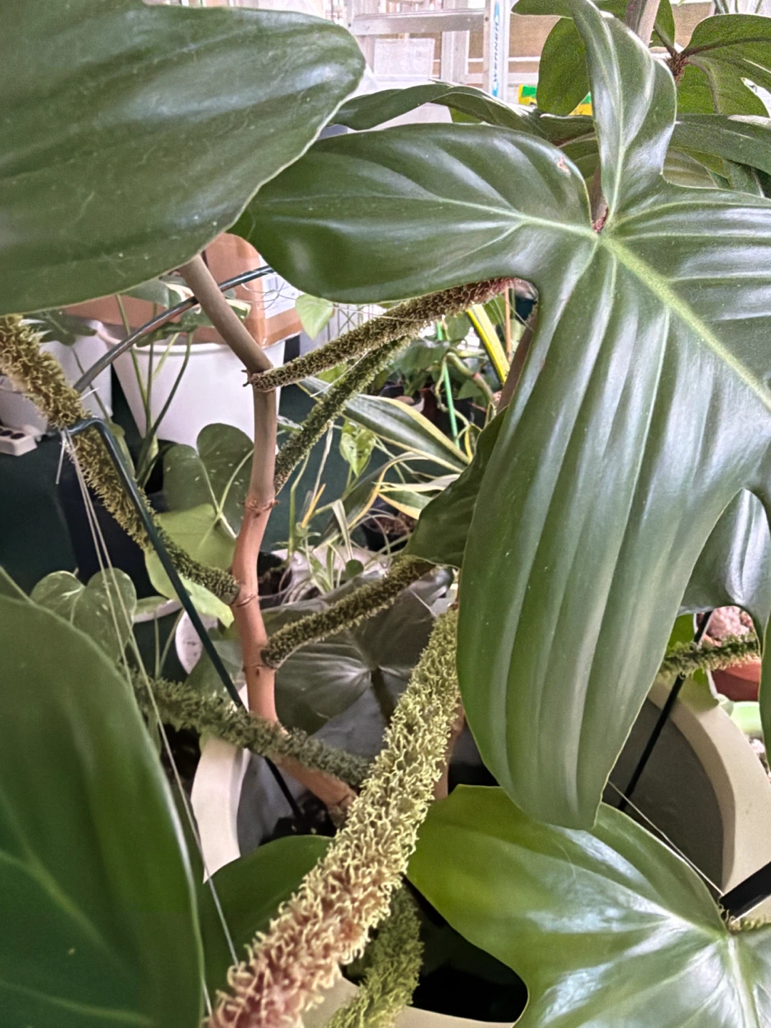 Philodendron 'Spiritus Sancti' Plant - photo 3