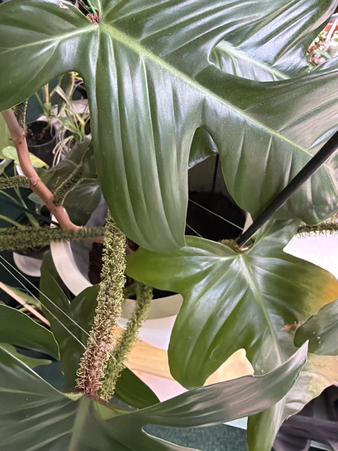 Philodendron 'Spiritus Sancti' Plant - photo 4