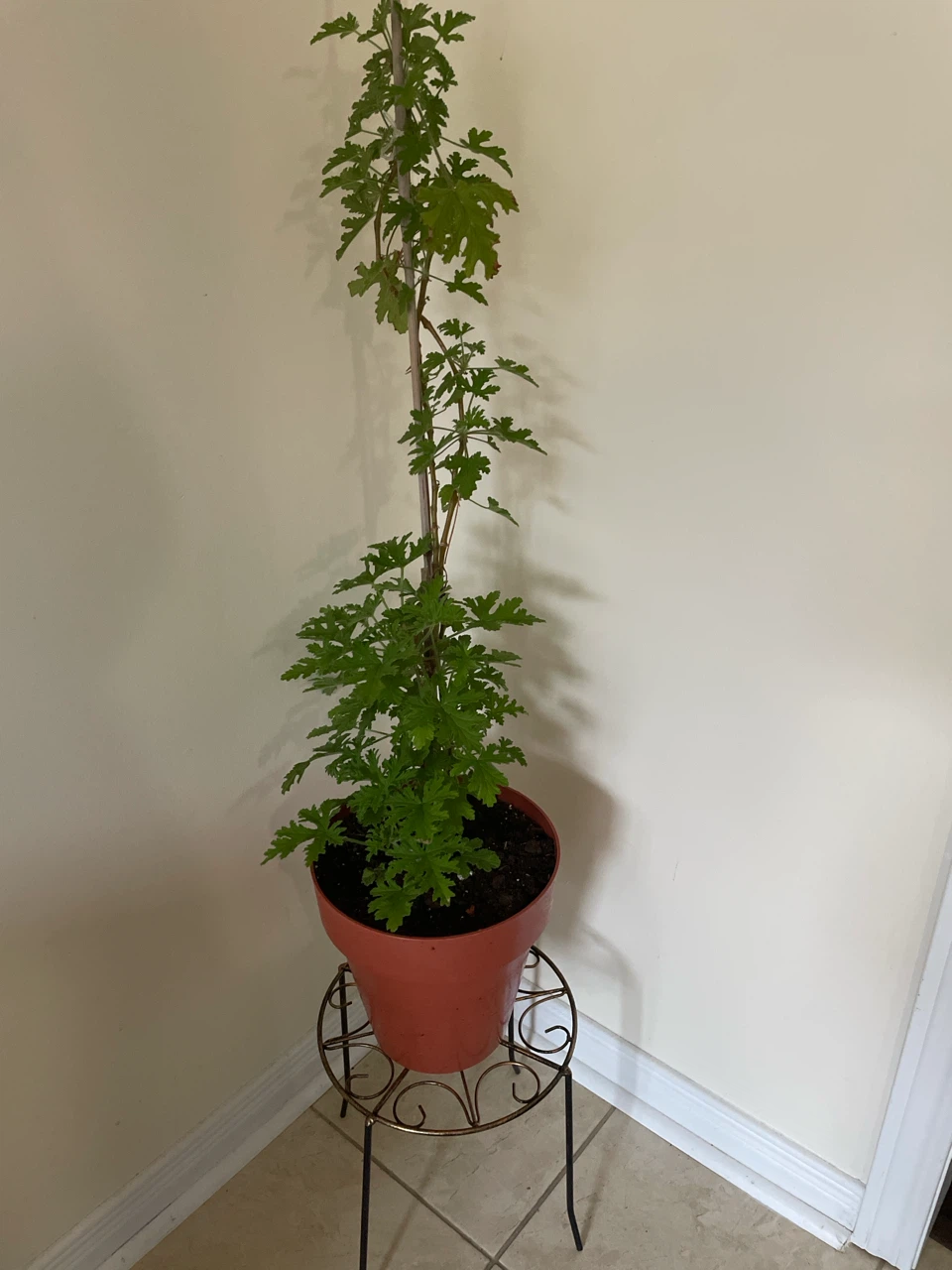 Citronella Plant in Pot and stand included