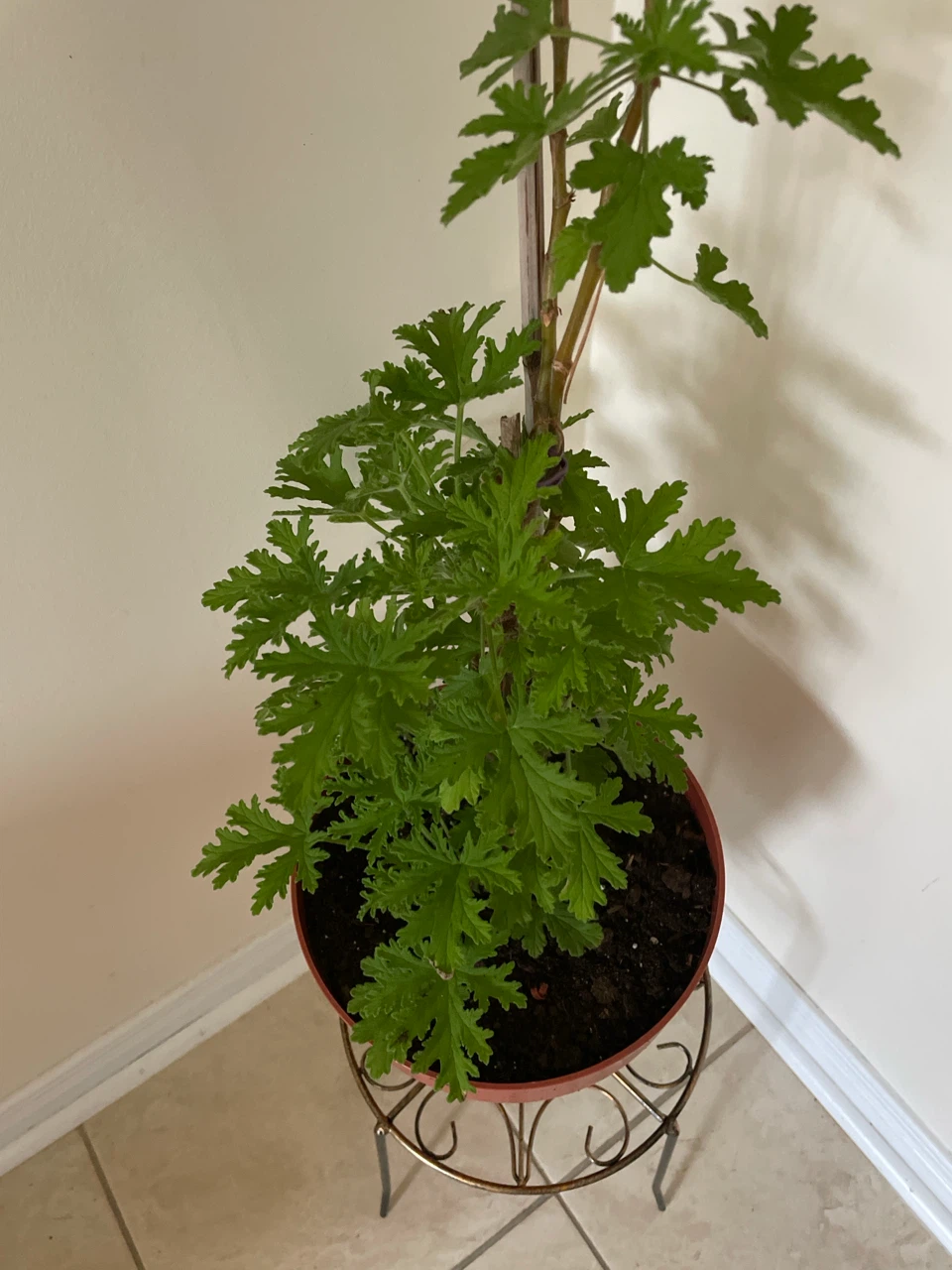 Citronella Plant in Pot and stand included - photo 2