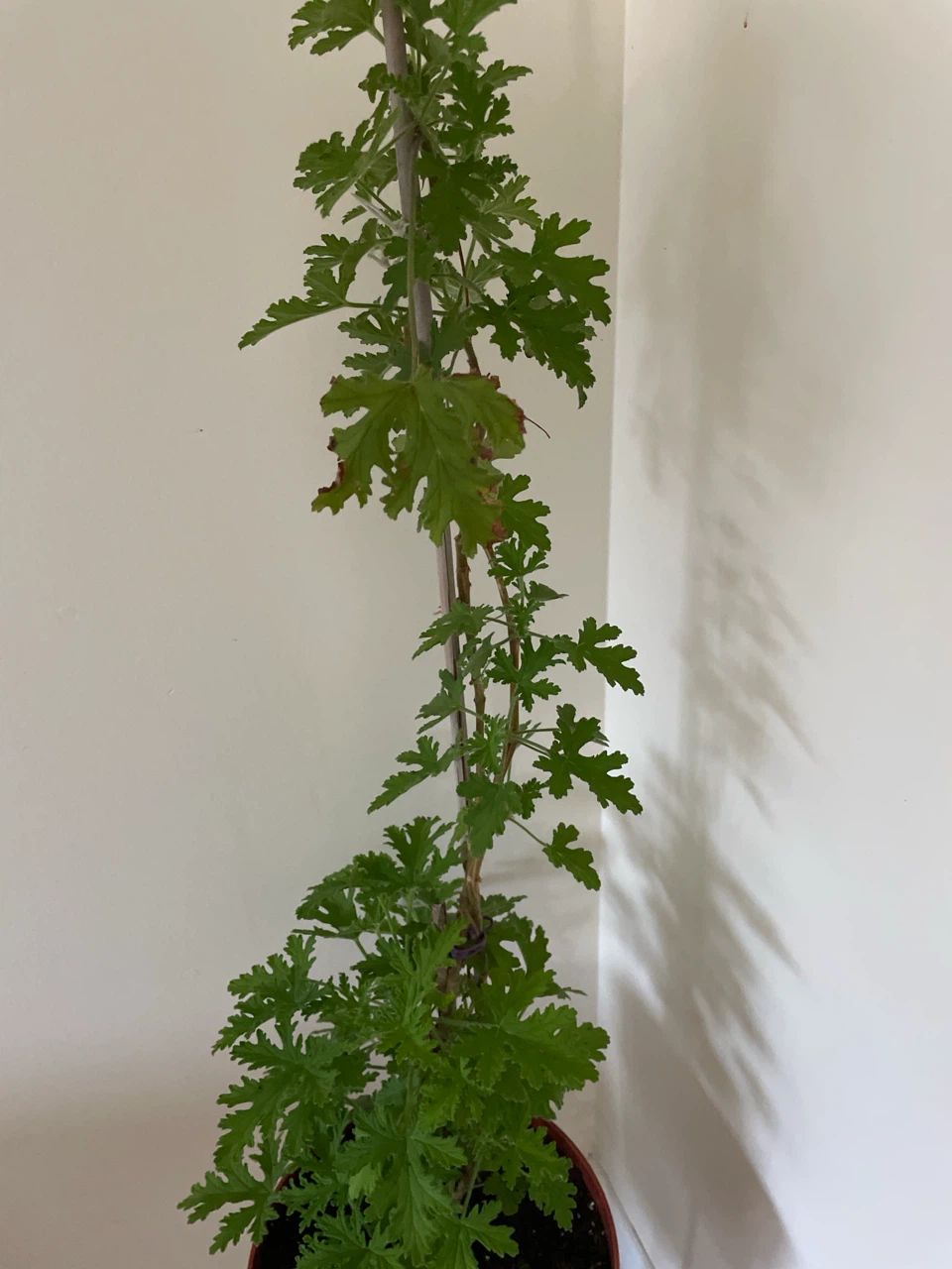 Citronella Plant in Pot and stand included - photo 3