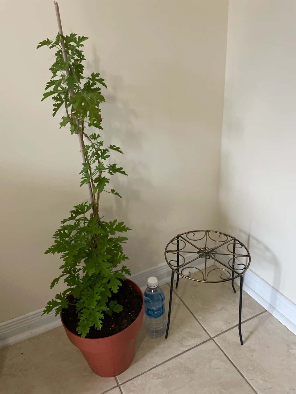 Citronella Plant in Pot and stand included - photo 4
